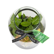 Load image into Gallery viewer, Medium Glass Terrarium – Pre-Planted & Easy Care