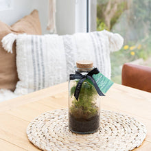 Load image into Gallery viewer, Small Glass Terrarium – Pre-Planted & Easy Care