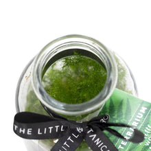 Load image into Gallery viewer, Small Glass Terrarium – Pre-Planted & Easy Care