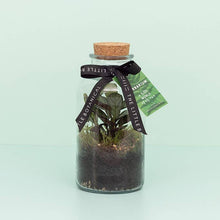 Load image into Gallery viewer, Small Glass Terrarium – Pre-Planted & Easy Care