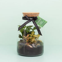 Load image into Gallery viewer, Medium Glass Terrarium – Pre-Planted & Easy Care