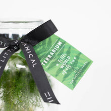Load image into Gallery viewer, Small Glass Terrarium – Pre-Planted & Easy Care