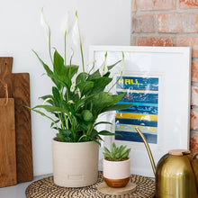 Load image into Gallery viewer, Miranda