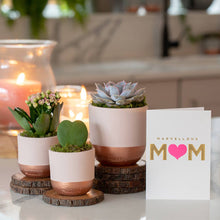 Load image into Gallery viewer, Hoya Kerrii (Single Heart) 💚