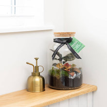 Load image into Gallery viewer, Medium Glass Terrarium – Pre-Planted & Easy Care