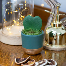 Load image into Gallery viewer, Hoya Kerrii (Single Heart) 💚