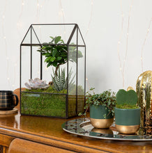 Load image into Gallery viewer, Hoya Kerrii (Single Heart) 💚