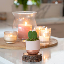 Load image into Gallery viewer, Hoya Kerrii (Single Heart) 💚