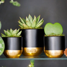 Load image into Gallery viewer, Hoya Kerrii (Single Heart) 💚