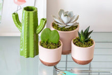 Load image into Gallery viewer, Hoya Kerrii (Single Heart) 💚