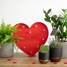 Load image into Gallery viewer, Hoya Kerrii (Single Heart) 💚