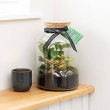 Load image into Gallery viewer, Medium Glass Terrarium – Pre-Planted & Easy Care