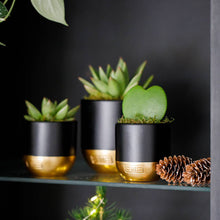 Load image into Gallery viewer, Hoya Kerrii (Single Heart) 💚