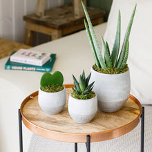 Load image into Gallery viewer, Hoya Kerrii (Single Heart) 💚