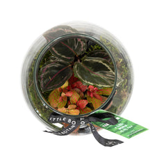 Load image into Gallery viewer, Medium Glass Terrarium – Pre-Planted & Easy Care