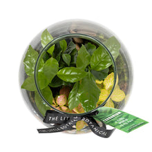 Load image into Gallery viewer, Medium Glass Terrarium – Pre-Planted & Easy Care