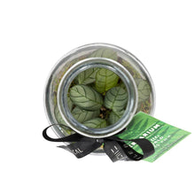 Load image into Gallery viewer, Small Glass Terrarium – Pre-Planted & Easy Care
