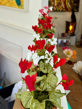 Load image into Gallery viewer, Floragami Potted Cyclamen Workshop