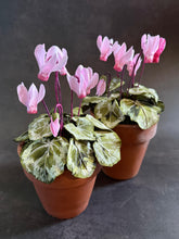 Load image into Gallery viewer, Floragami Potted Cyclamen Workshop