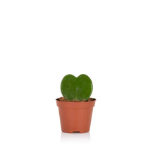 Load image into Gallery viewer, Hoya Kerrii (Single Heart) 💚
