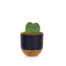 Load image into Gallery viewer, Hoya Kerrii (Single Heart) 💚
