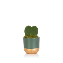 Load image into Gallery viewer, Hoya Kerrii (Single Heart) 💚
