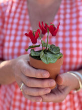 Load image into Gallery viewer, Floragami Potted Cyclamen Workshop
